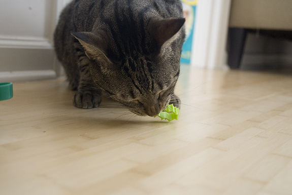 murray_cat