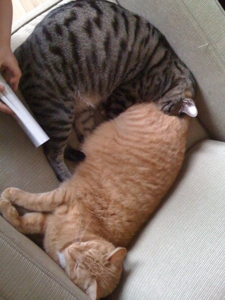 cat_ass cat_ass