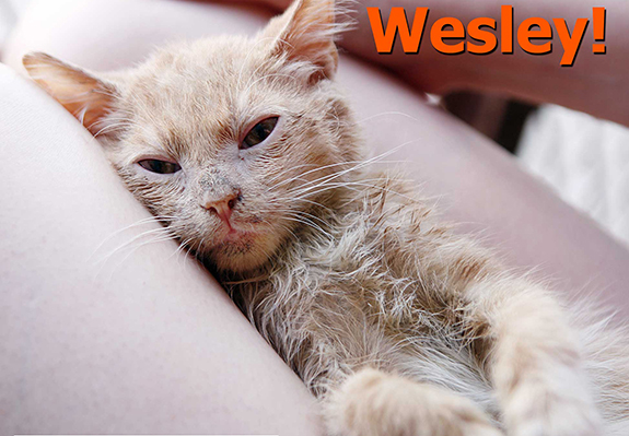 wes wes